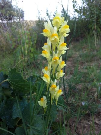 Linaria vulgaris